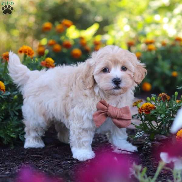 Benji, Havapoo Puppy